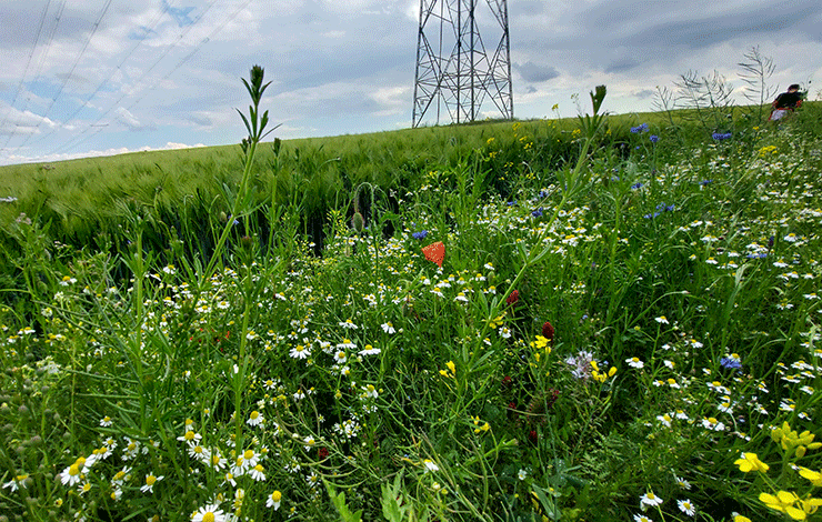 Blühstreifen in Sachsen